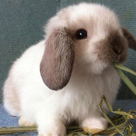 Holland Lop | Cute baby bunnies, Cute animals, Pet bunny