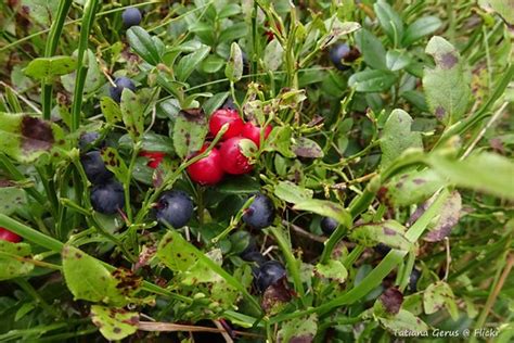 Mixed berries. Naturally | Bilberry and lingonberry. ("bilbe… | Flickr