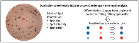 Cells | Free Full-Text | Stepping up ELISpot: Multi-Level Analysis in ...