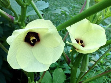 The Rainforest Garden: 5 Unusual Uses for Okra