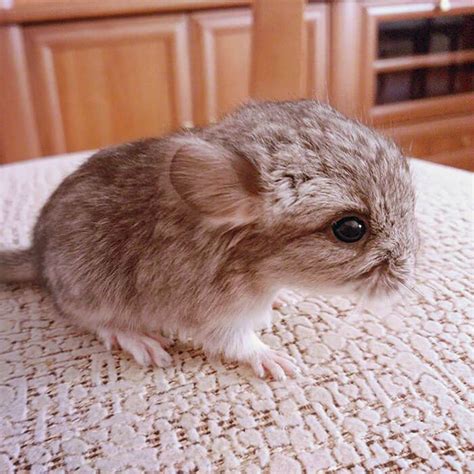 30 baby chinchilla Pictures That Will Simply Destroy You With Cuteness