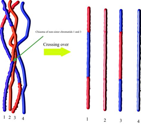 Solved: Chapter 10 Problem 3RC Solution | Learnsmart Online For Biology ...