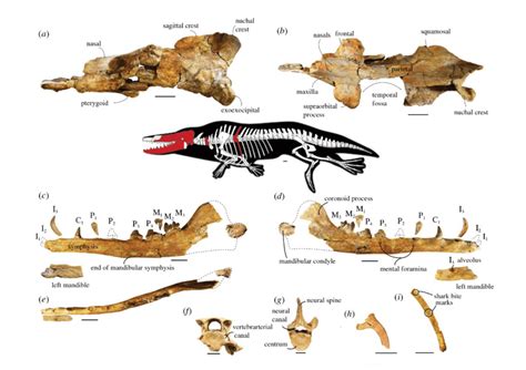 Previously Unknown Four-Legged Whale Species Discovered In Egypt And Dubbed ‘God Of Death’