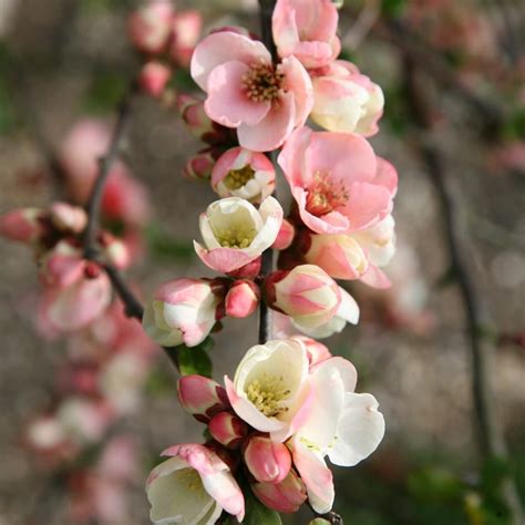 Buy flowering quince Chaenomeles speciosa 'Moerloosei'