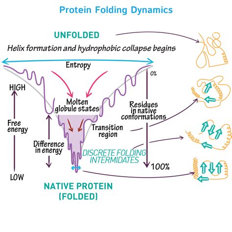 Biochemistry Glossary: Protein Folding Dynamics | Draw It to Know It