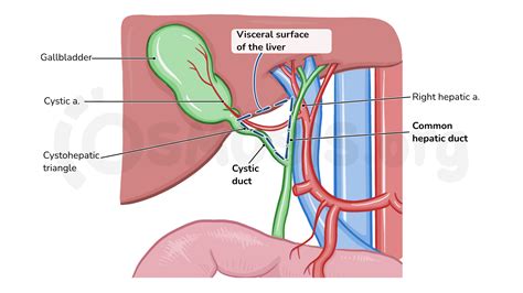 Portal Triad Anatomy