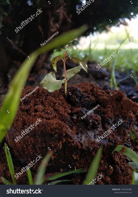 8 Pomegranate Tree Propagation Images, Stock Photos & Vectors ...