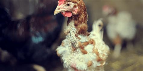 6 Common Chicken Diseases Every Chicken Keeper Should Know About ...