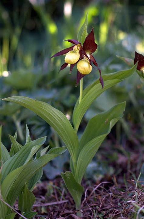 Cypripedium calceolus L.