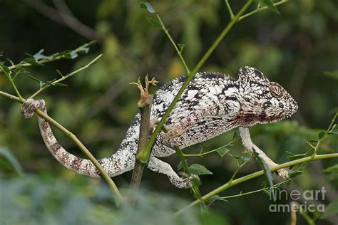 giant chameleon Madagascar 18 Photograph by Rudi Prott - Fine Art America