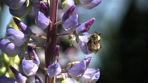 The Honey Bee with its Pollen Basket - YouTube