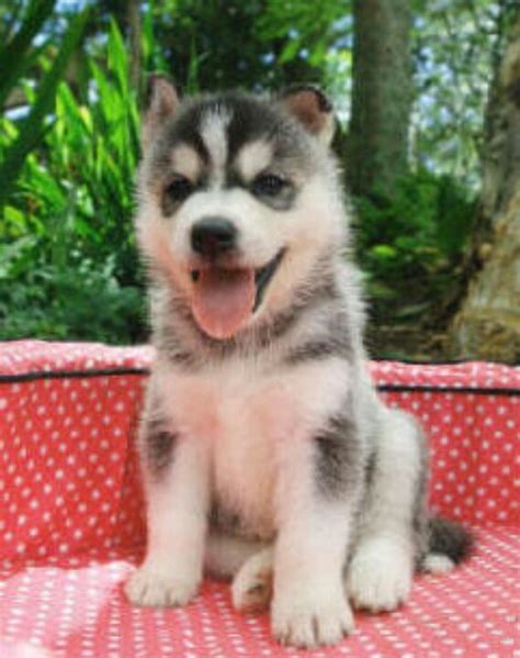 Chusky! (Chiauaua x Husky) adorable. | Cute husky puppies, Husky puppy training, Puppies