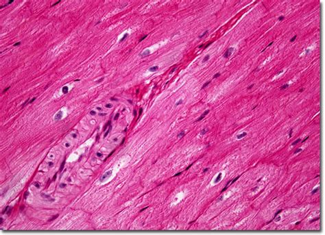 Molecular Expressions Microscopy Primer: Anatomy of the Microscope ...