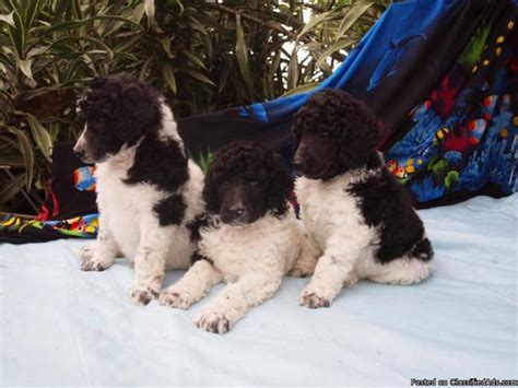 AKC standard Poodle Pups for Sale in Kailua, Hawaii Classified ...