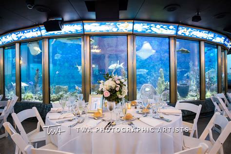 TWA Weddings at the Shedd Aquarium | Click the picture to visit our ...