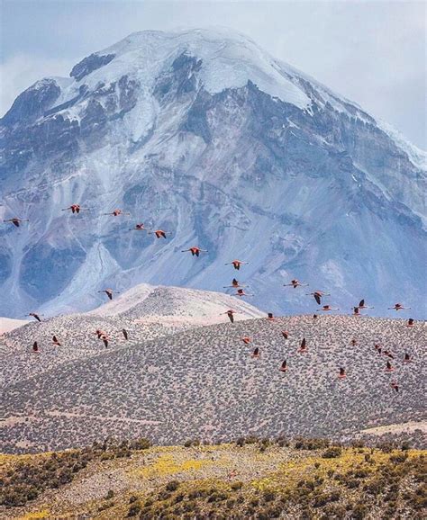 Parque Nacional Sajama Volcano Pictures, Cultural Artifact, Landlocked Country, Ecotourism ...