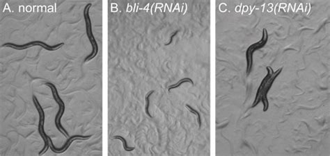 RNAi Screening to Identify Postembryonic Phenotypes in C. elegans | Protocol