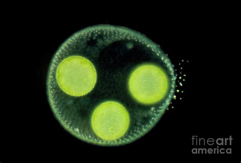 Volvox Colony Photograph by John Walsh/science Photo Library - Fine Art America