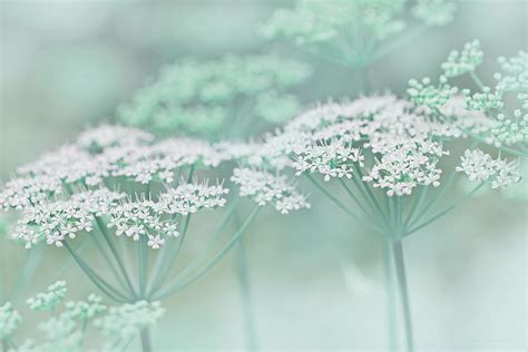 Dainty White Flowers Teal Photograph by Jennie Marie Schell