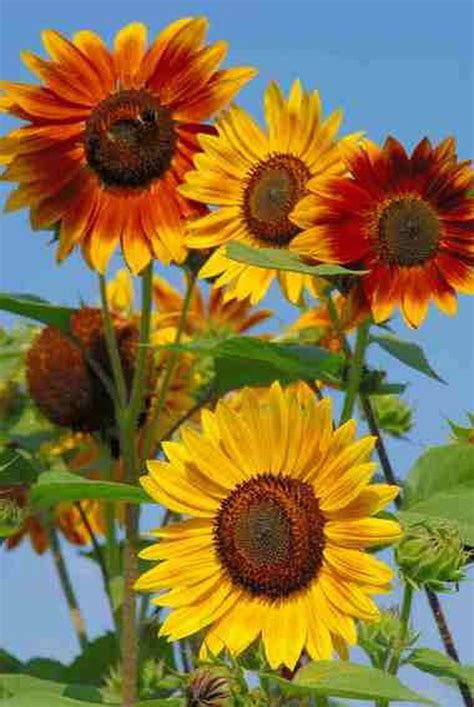 Sensational sunflowers: More shapes, sizes, colors - oregonlive.com