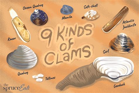 Types, Varieties, and Cooking Suggestions for Clams