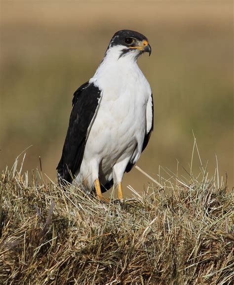 Augur Buzzard | Augur Buzzard (Buteo augur) Sululta Plains, … | Flickr