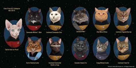 Amazon.com: Star Trek: The Next Generation Cats: (Star Trek Book, Book About Cats ...