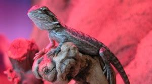 Top 3 BEST Bearded Dragon Cage Recommendations Your Pet Will Love