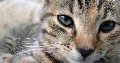 Eczema in Cats | eHow UK