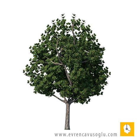 Tree Sketchup Model Free Download : Little Baby 3d Model 3d Printable ...