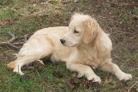 Full-grown Golden Cocker Retriever | reliabletexaspower.com | Golden ...