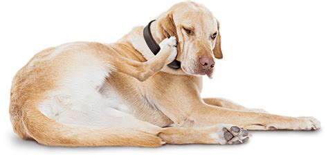 Why is my dog so itchy? | CYTOPOINT®