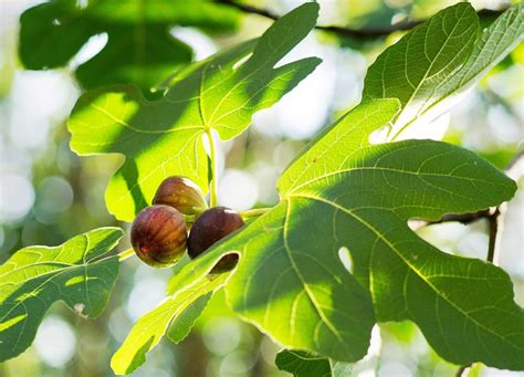 The Simple Steps for Pruning Fig Trees