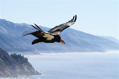 Chance to see condors worth the trek to Pinnacles National Park