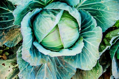 cabbage-pests – The San Diego County Farm Bureau