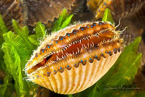 David Moynahan Photography | Bay Scallops