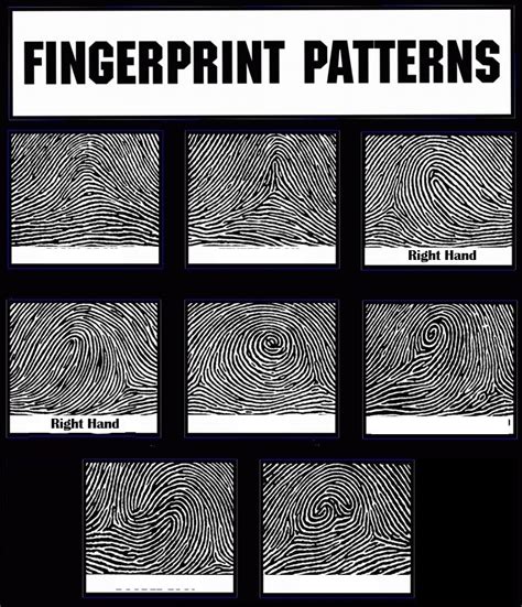 Forensics - Fingerprint Patterns Diagram | Quizlet