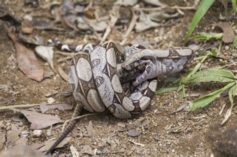 Scientists have figured out how snakes keep breathing while constricting prey : NPR