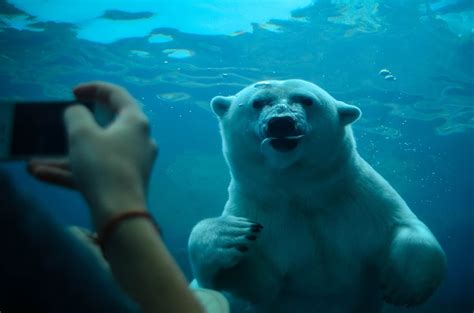 A polar bear proudly shows off its catch (a small fish) at the ...