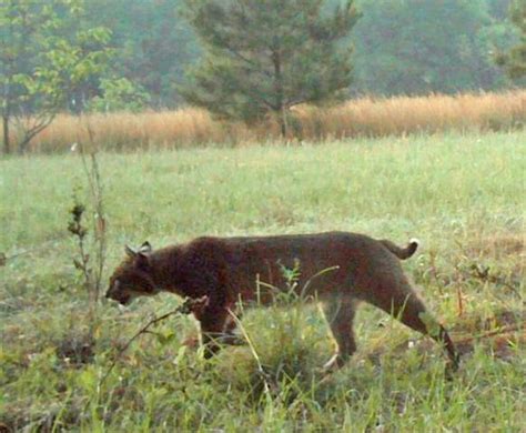 Bobcat Mountain Lion Hybrid in Florida