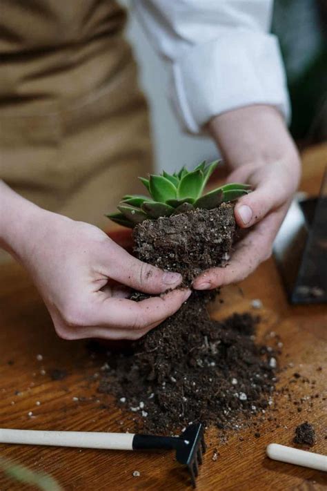 Best Soil For Indoor Plants (DIY Guide) - Growfully