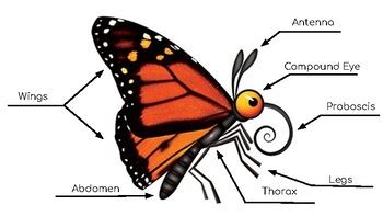 Butterfly Proboscis Diagram