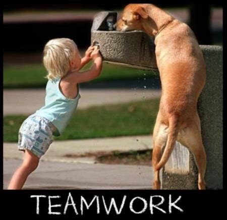 Funny Animal Teamwork Quotes. QuotesGram