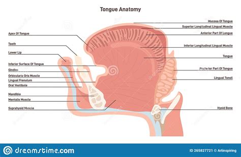 Anatomy Of The Mouth And Tongue Side View. Muscular Organ With Papillae ...