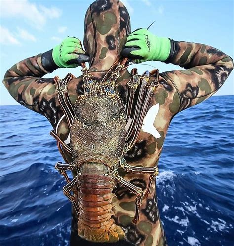 Lobster | Ocean creatures, Ocean monsters, Sea fishing