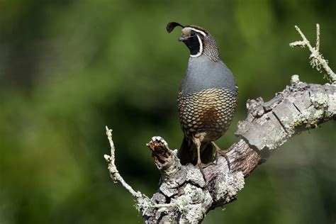 5 Quail Species to Raise - Backyard Poultry