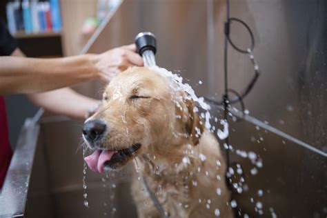 Can you use human shampoo on dogs? - Groomers | Blog