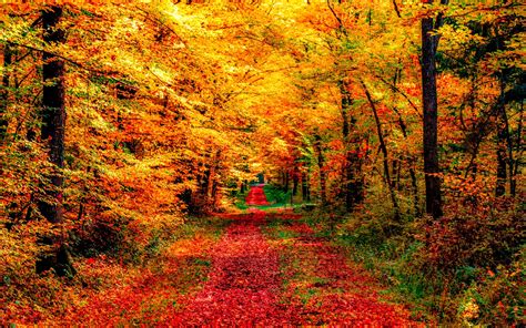Autumn Forest and Landscape Wallpaper by ROGUE-RATTLESNAKE on DeviantArt