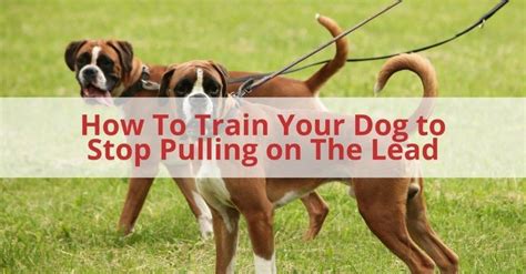 How to Train Your Dog to Stop Pulling on The Lead