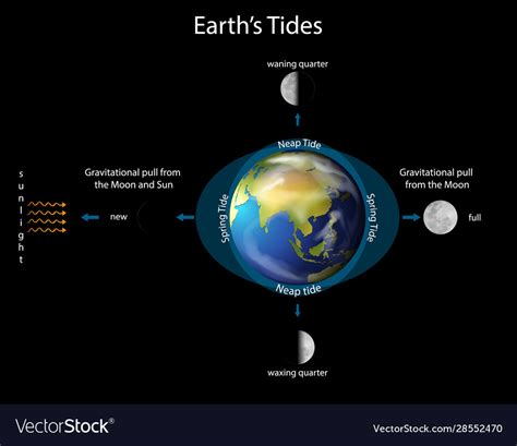 Diagram showing earth tides with and moon Vector Image